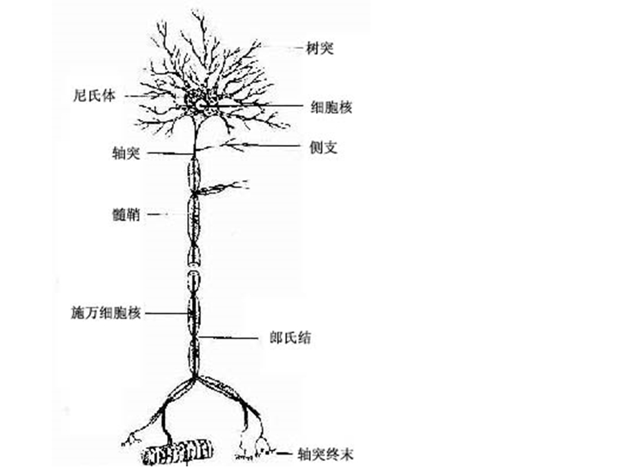 第十二章神经系统总论.ppt_第2页