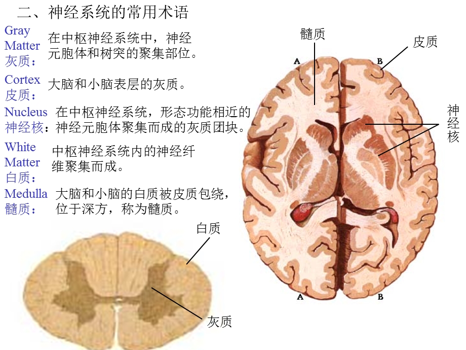 第十二章神经系统总论.ppt_第3页