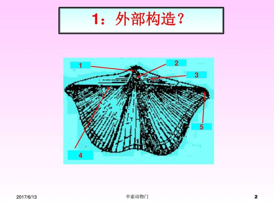 10半索动物门Himichordata含牙形石图文.ppt.ppt_第2页