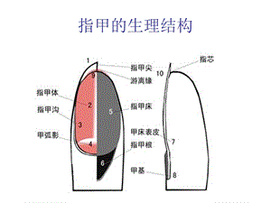 美甲步骤美甲知识.ppt