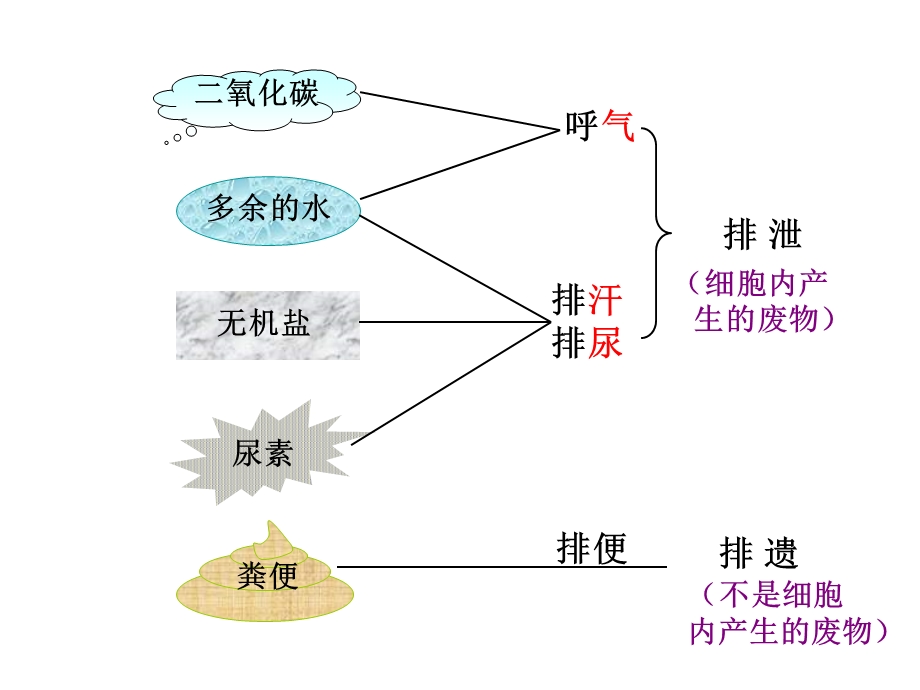 第五章第1节尿的形成和排出2精品教育.ppt_第2页