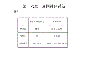 人体解剖学脊神经.ppt