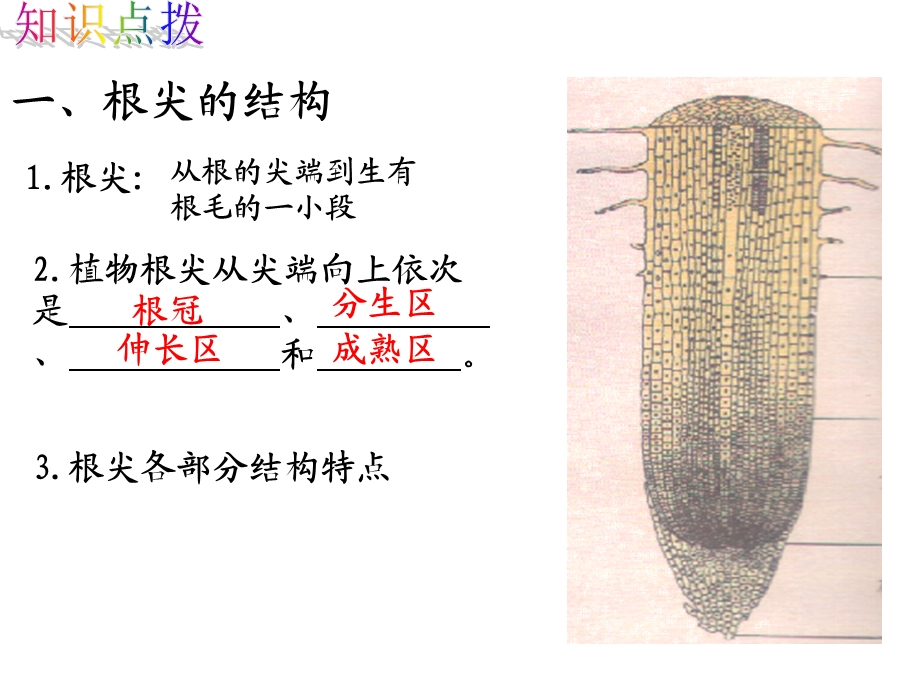 第二节根的生长精品教育.ppt_第3页