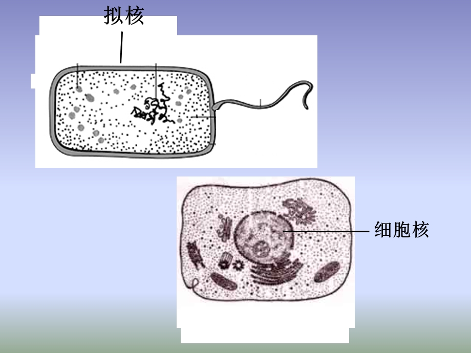 322细胞zhi和细胞qi.ppt_第2页