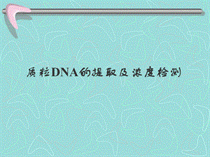 质粒DNA的提取及浓度判定.ppt