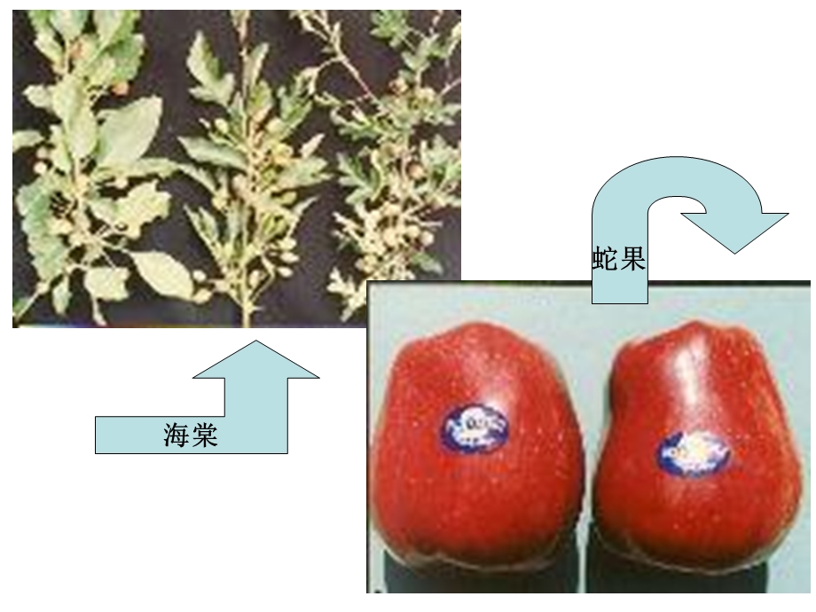 果树栽培学完整课件各论苹果.ppt_第3页