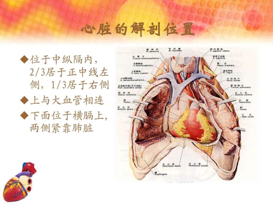 心脏查体课PPT课件图文.ppt.ppt_第3页