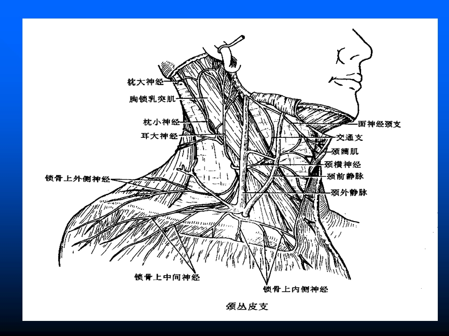 臂丛颈丛神经阻滞麻醉.ppt_第3页