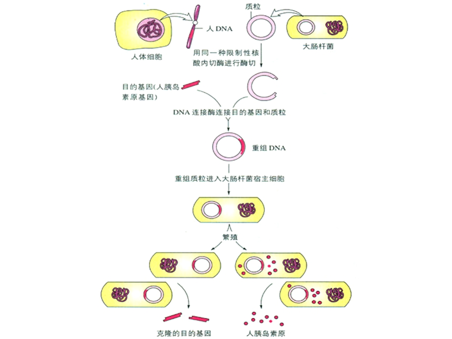 12基因工程的原理和技术.ppt_第3页