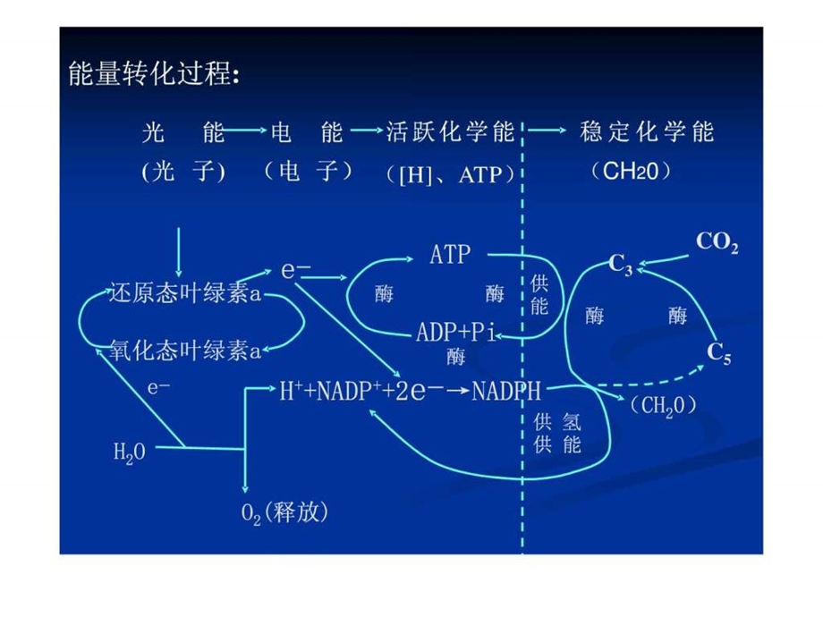 影响光合作用的因素及其生产实践的运用.ppt_第2页