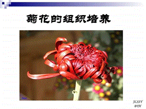 菊花的组织培养.ppt.ppt