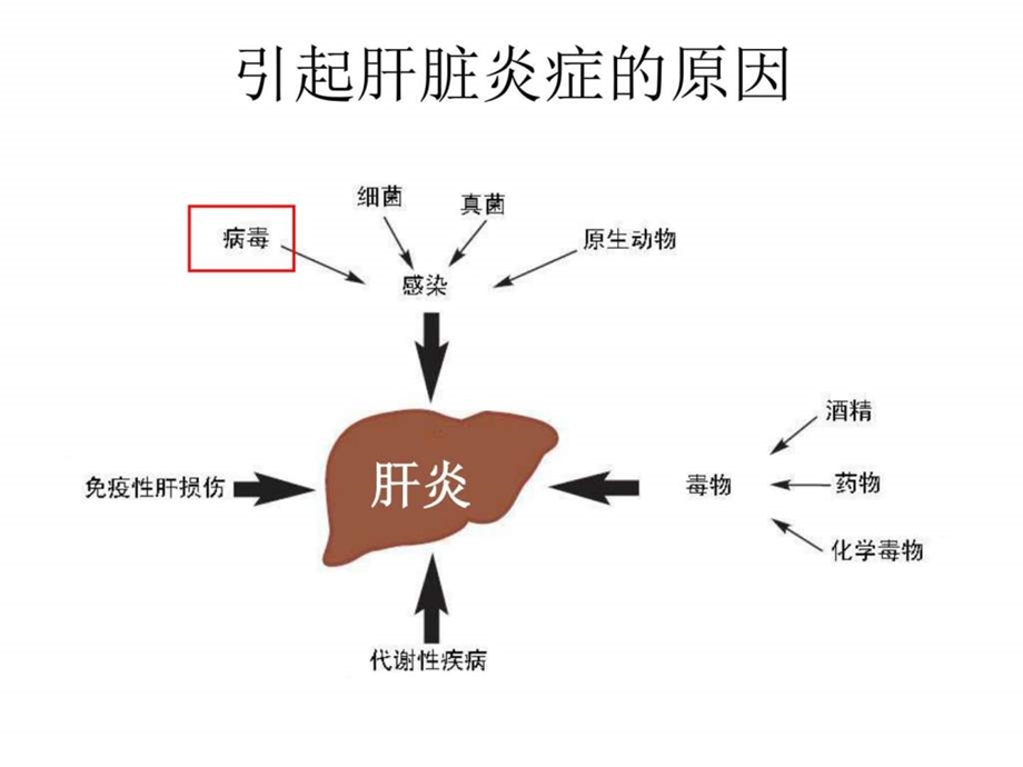 抗HBV综合疗法图文.ppt.ppt_第3页