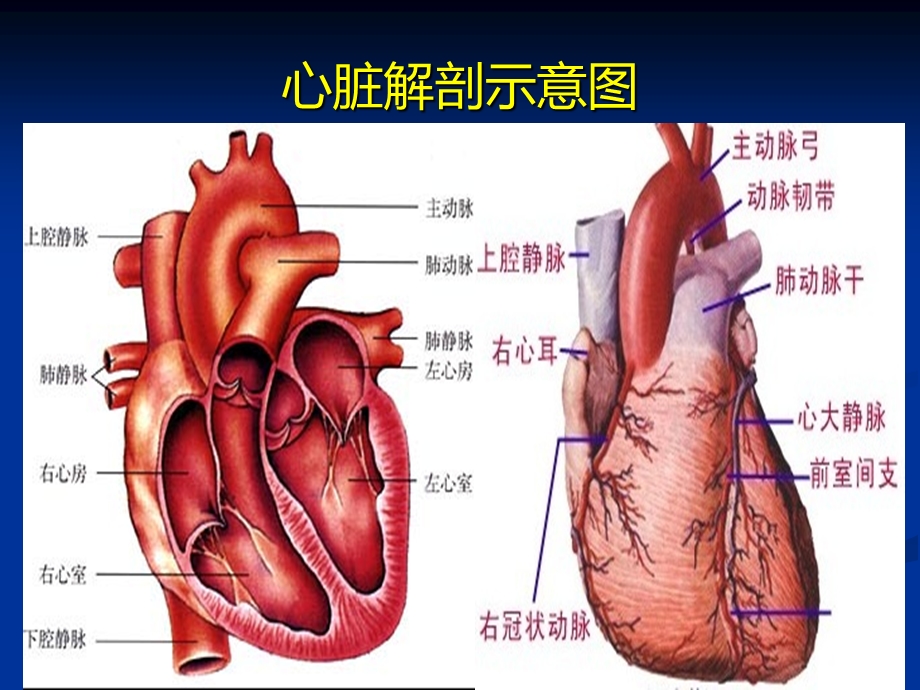 重症心力衰竭的利尿治疗.ppt_第3页