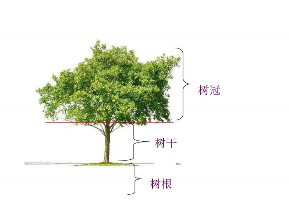 1.2校园的树木图文1586608364.ppt.ppt_第3页