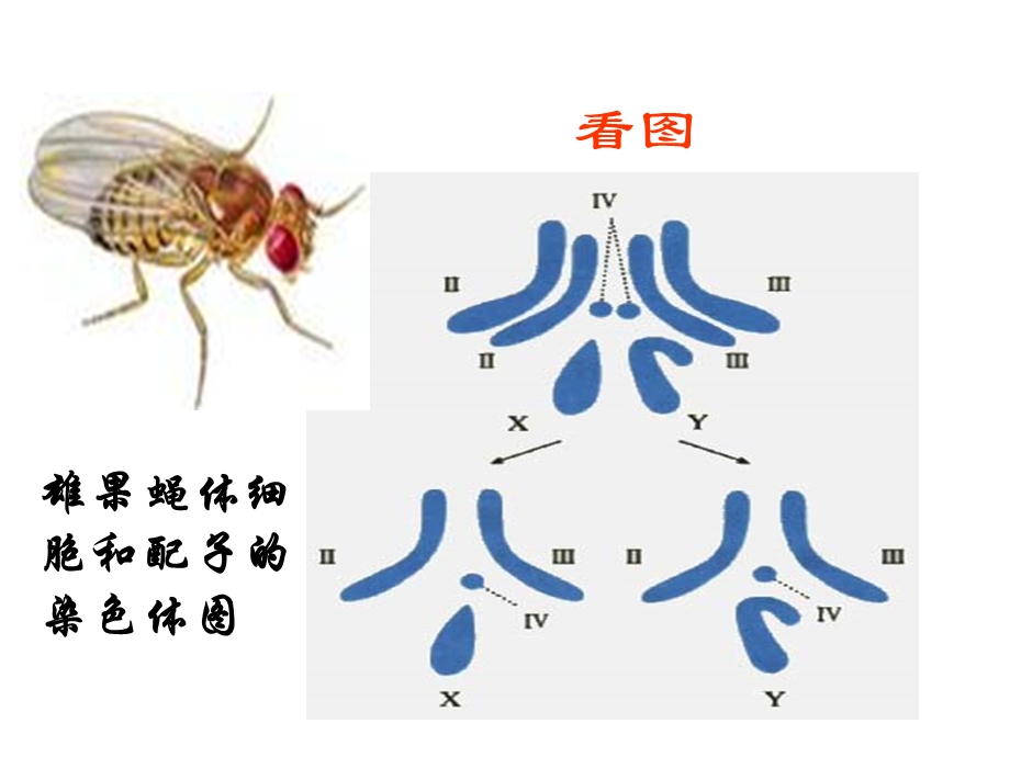 高二生物第2章第一节《减数分裂和受精作用》PPT课件[1].ppt_第2页