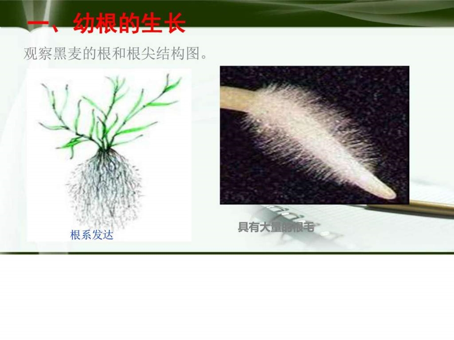 植株的生长精品ppt课件图文.ppt.ppt_第2页