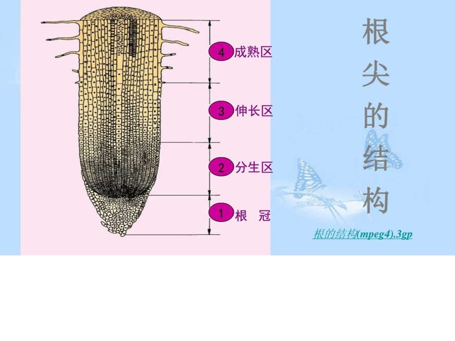 植株的生长精品ppt课件图文.ppt.ppt_第3页