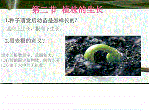 植株的生长精品ppt课件图文.ppt.ppt