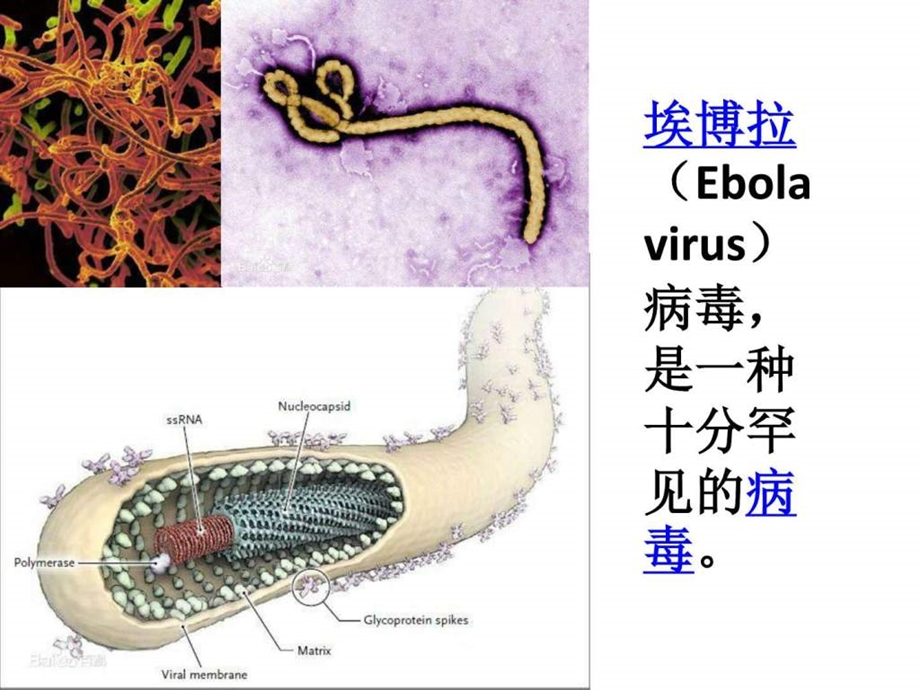 埃博拉病毒图文2051499524.ppt.ppt_第2页