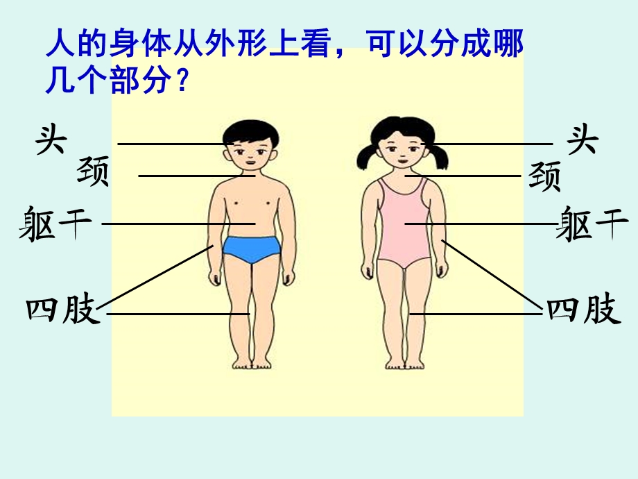 科学《身体的结构》.ppt_第3页