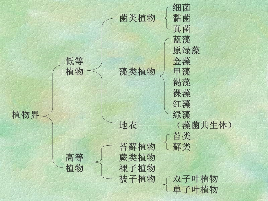 人教版整理植物系统分类概述36新课标资源.ppt_第2页