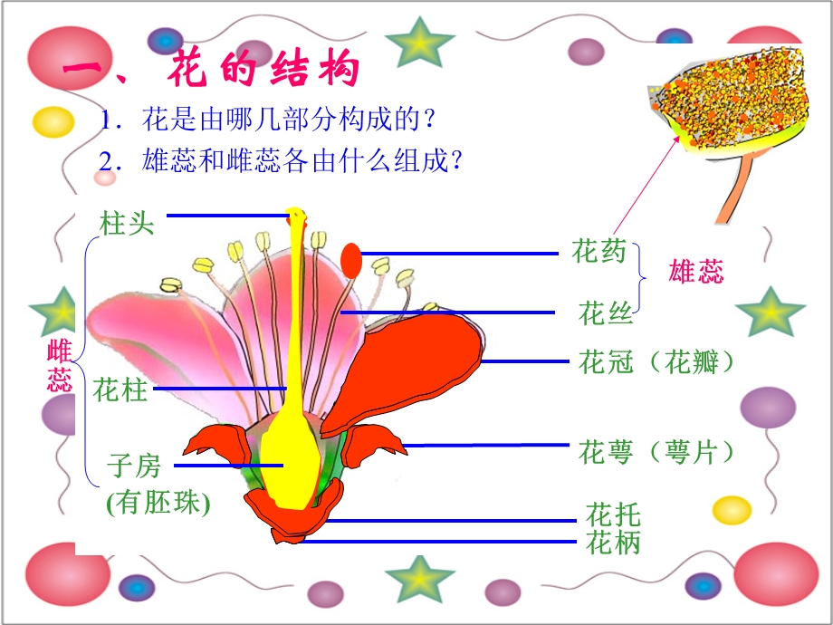 绿色开花植物的生殖.ppt_第3页