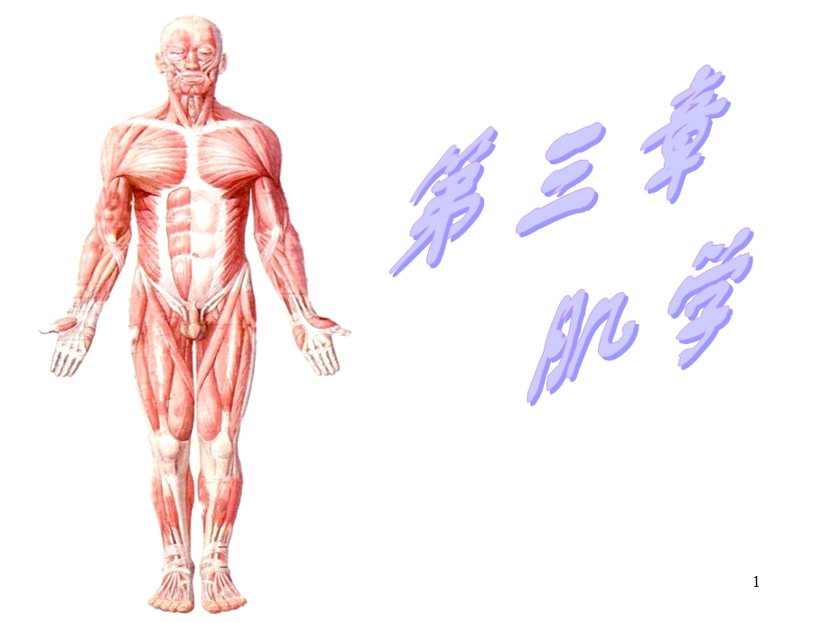 运动解剖学(肌肉).ppt_第1页