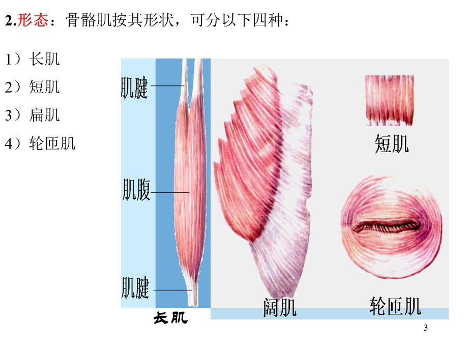 运动解剖学(肌肉).ppt_第3页