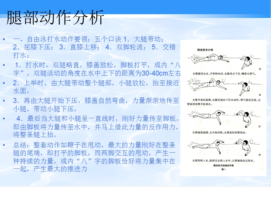 自由泳教学PPT.ppt_第3页