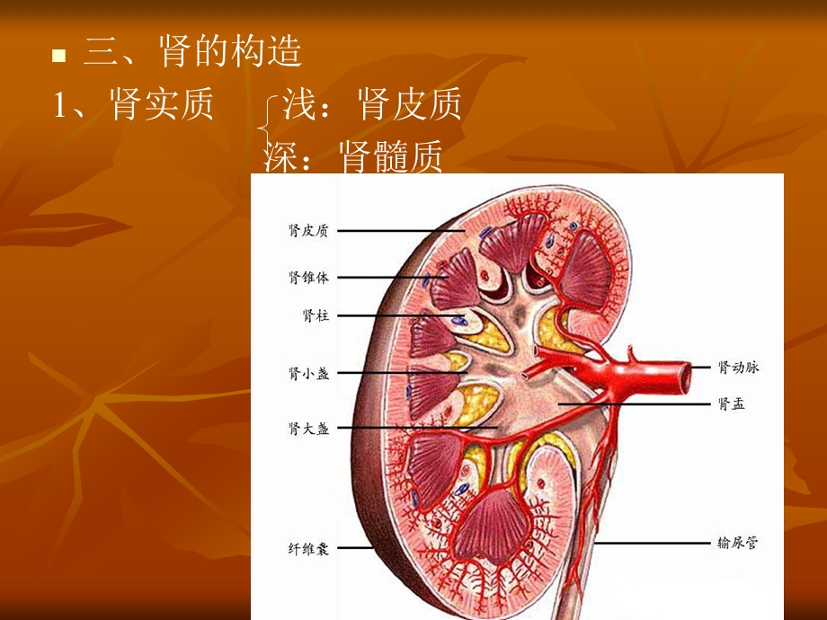 肾的微细结构.ppt_第2页