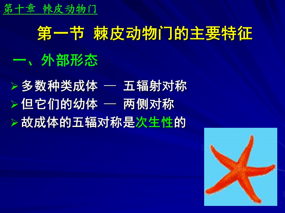 第十章棘皮动物门.ppt_第2页