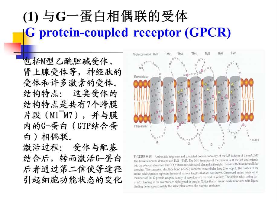 本科生课程4跨膜信号传导.ppt_第3页