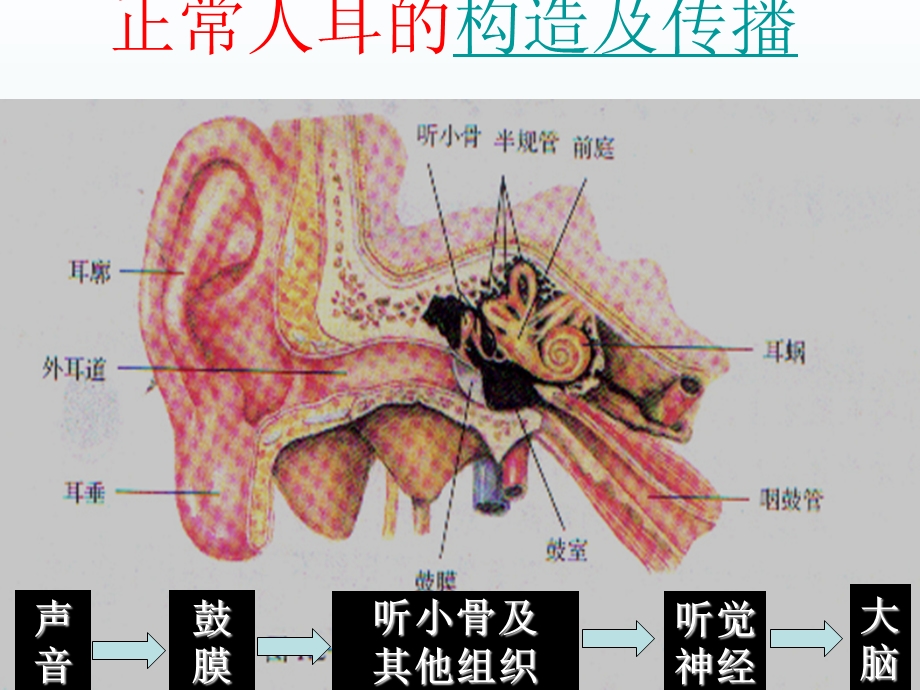 第二节我们怎样听到声音精品教育.ppt_第2页