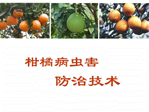 柑橘全面.ppt.ppt