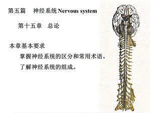 神经系统总论脊髓1.ppt