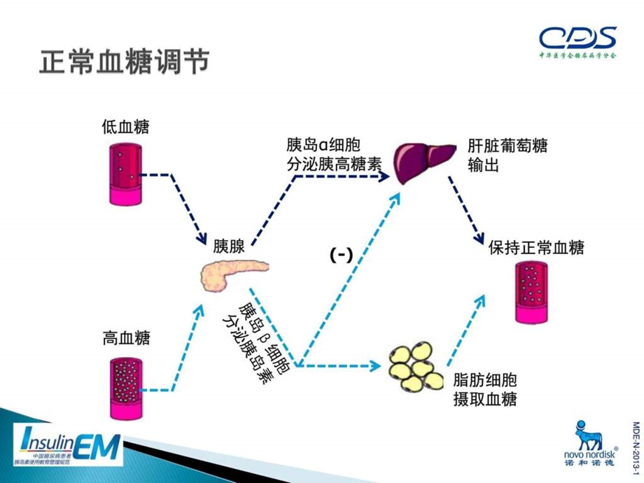 中国糖尿病患者胰岛素使用教育管理规范1.ppt_第3页