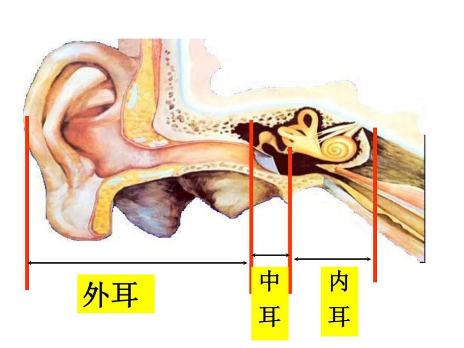 我们是怎么听到声音的课件图文.ppt.ppt_第3页