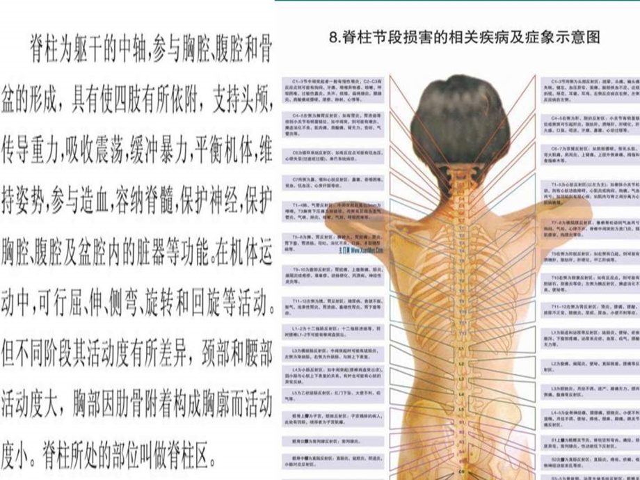 最新脊柱健康与中医养生课件图文1687323683.ppt.ppt_第2页