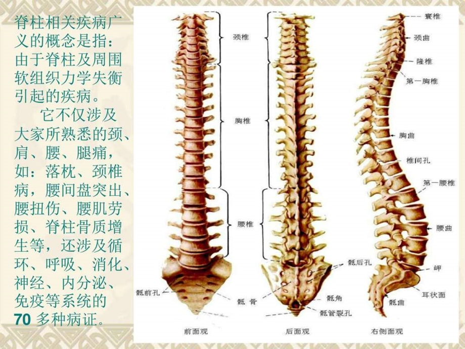 最新脊柱健康与中医养生课件图文1687323683.ppt.ppt_第3页