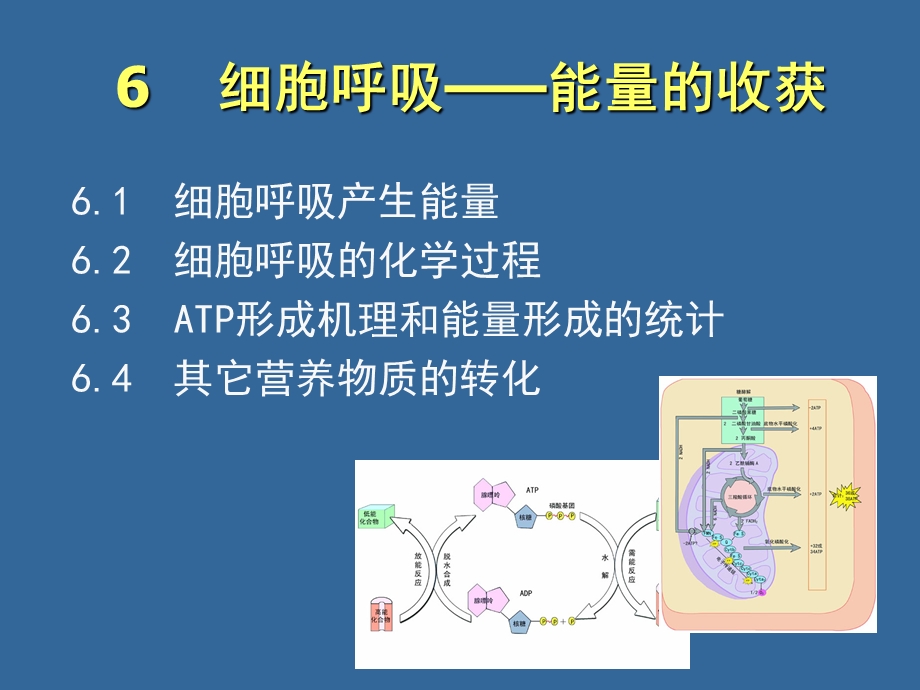 06细胞呼吸.ppt_第1页