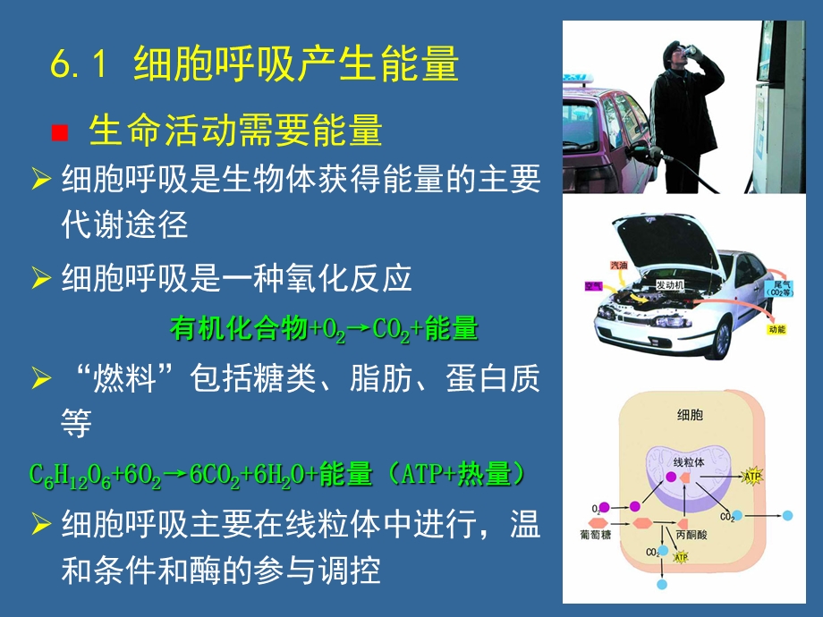 06细胞呼吸.ppt_第2页