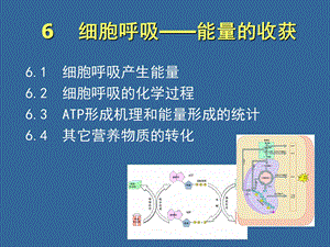 06细胞呼吸.ppt