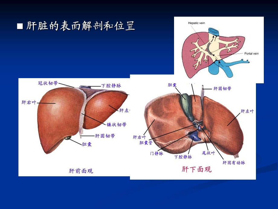 肝脏疾病诊断思路.ppt_第3页