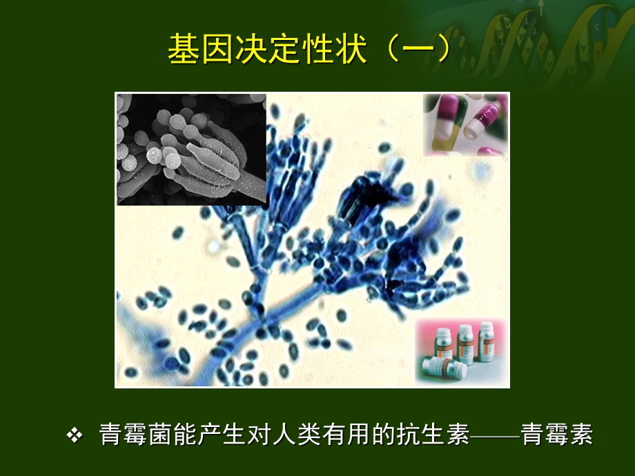 基因工程论文答辩PPT.ppt_第2页