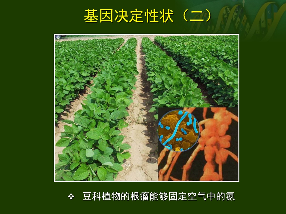 基因工程论文答辩PPT.ppt_第3页