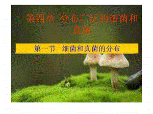 第一节细菌和真菌的分布图文.ppt.ppt