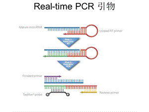 miRNA引物设计方法.ppt