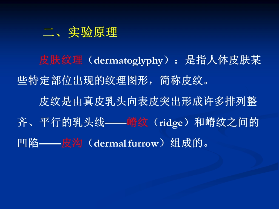 人类的皮肤纹理分析.ppt_第3页