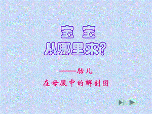 宝宝从哪里来幻灯片.ppt.ppt