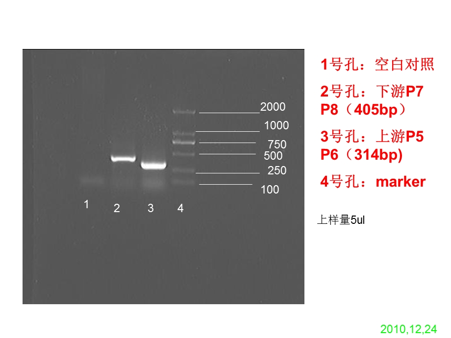 PCR结果PAL.ppt_第1页